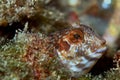 Ringneck Blenny, Cabo Cope Puntas del Calnegre Natural Park, Spain