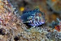 Ringneck Blenny, Parablennius pilicornis Royalty Free Stock Photo