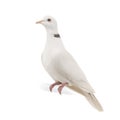 Ringneck Dove Royalty Free Stock Photo