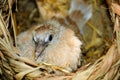 Ringneck Dove chick Royalty Free Stock Photo
