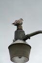 Ringneck dove on streetlight Royalty Free Stock Photo