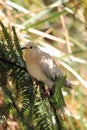 Ringneck Dove (Streptopelia roseogrisea) Royalty Free Stock Photo