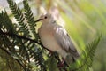 Ringneck Dove (Streptopelia roseogrisea) Royalty Free Stock Photo