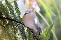 Ringneck Dove (Streptopelia roseogrisea) Royalty Free Stock Photo