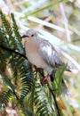 Ringneck Dove (Streptopelia roseogrisea) Royalty Free Stock Photo