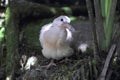 Ringneck Dove (Streptopelia roseogrisea) juvenille Royalty Free Stock Photo