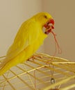 Ringneck parrot eating a chili