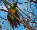 Ringneck Parrot Royalty Free Stock Photo