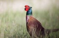 Ringneck pheasant in high grass