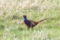 Ringneck Pheasant Male Phasianus colchicus Ring necked Pheasant