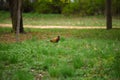 Ringneck Pheasant Phasianus colchicus Royalty Free Stock Photo