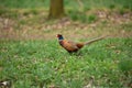 Ringneck Pheasant Phasianus colchicus Royalty Free Stock Photo