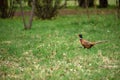 Ringneck Pheasant Phasianus colchicus Royalty Free Stock Photo