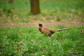 Ringneck Pheasant Phasianus colchicus Royalty Free Stock Photo