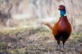 Ringneck Pheasant, Phasianus colchicus in the habitat