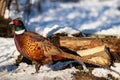 Ringneck Pheasant, Phasianus colchicus in the habitat