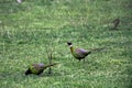 Ringneck rooster pheasants pecking at the ground