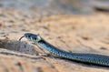 Ringneck snake Royalty Free Stock Photo