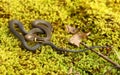 Ringneck Snake