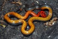 Ringneck snake shows its belly as a threat display Royalty Free Stock Photo