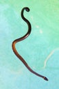 Ringneck Snake in the swimming pool water