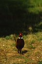 Ringnecked Pheasant Rooster Royalty Free Stock Photo