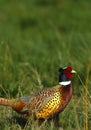 Ringnecked Pheasant Rooster Royalty Free Stock Photo