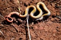 Ringnecked snake Royalty Free Stock Photo