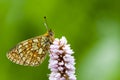 Ringoogparelmoervlinder, Bog Fritillary, Boloria eunomia Royalty Free Stock Photo