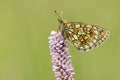 Ringoogparelmoervlinder, Bog Fritillary, Boloria eunomia