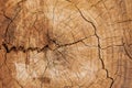 Rings on the cut of the tree trunk. Natural wood texture with cracked surface. Close up. Wood with cracks. Wooden surface with Royalty Free Stock Photo