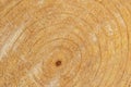Rings on end of cut pine tree, space for copy on background Royalty Free Stock Photo