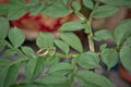 Rings on a flower branch.