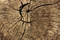 Rings in old dried tree stump Royalty Free Stock Photo