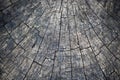 Rings in old dried tree stump Royalty Free Stock Photo