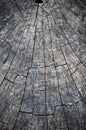 Rings in old dried tree stump Royalty Free Stock Photo