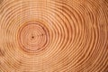 The rings of the pine tree Royalty Free Stock Photo