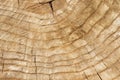 Rings of a tree, the texture of a sawn tree trunk