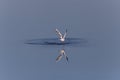 Rings on water made by flying off gull Royalty Free Stock Photo