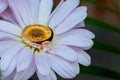 rings on white daisy love Valentine& x27;s Day gerbera and wedding gold