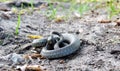 Ringsnake natrix natrix Royalty Free Stock Photo