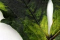 Close up of a leaf affected by peony tobacco rattle virus or ringspots Tobravirus TRV. The yellow mottling varies in severity Royalty Free Stock Photo