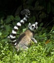 Ringstaartmaki, Ring-tailed Lemur, Lemur catta Royalty Free Stock Photo
