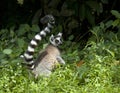 Ringstaartmaki, Ring-tailed Lemur, Lemur catta Royalty Free Stock Photo