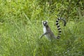 Ringstaartmaki, Ring-tailed Lemur, Lemur catta