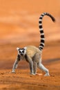 Ringstaartmaki, Ring-tailed Lemur, Lemur catta
