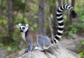 Ringstaartmaki, Ring-tailed Lemur, Lemur catta Royalty Free Stock Photo