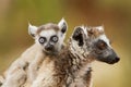 Ringstaartmaki, Ring-tailed Lemur, Lemur catta