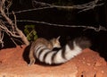 A ringtail cat is going under a barbed wire fence