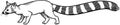 Ringtail Cat